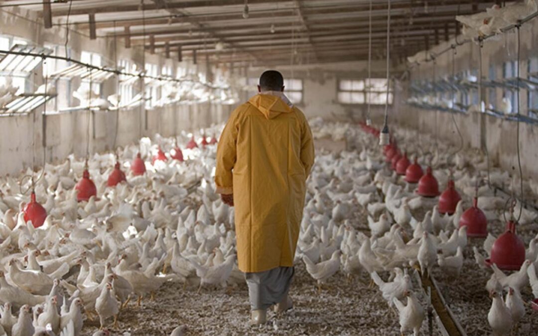 Hausse des coûts des intrants, manque de poussins de qualité, problèmes de commercialisation… : Cri du cœur des aviculteurs de Thiès