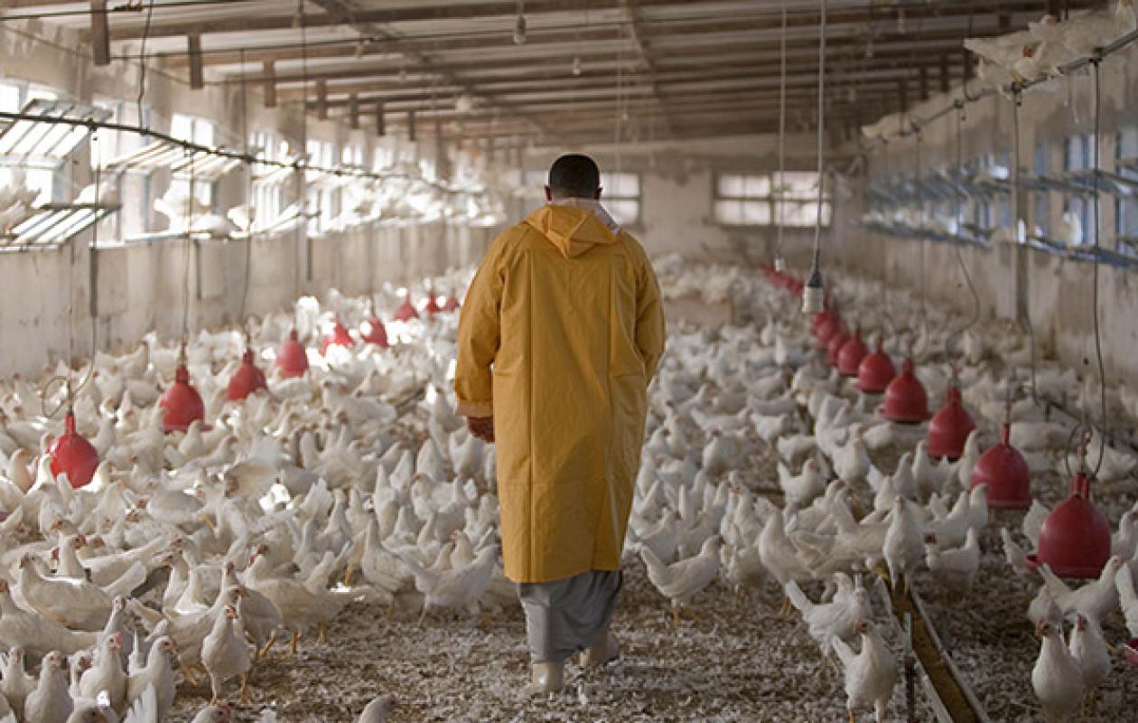 Hausse des coûts des intrants, manque de poussins de qualité, problèmes de commercialisation… : Cri du cœur des aviculteurs de Thiès