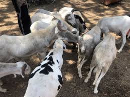 mouton