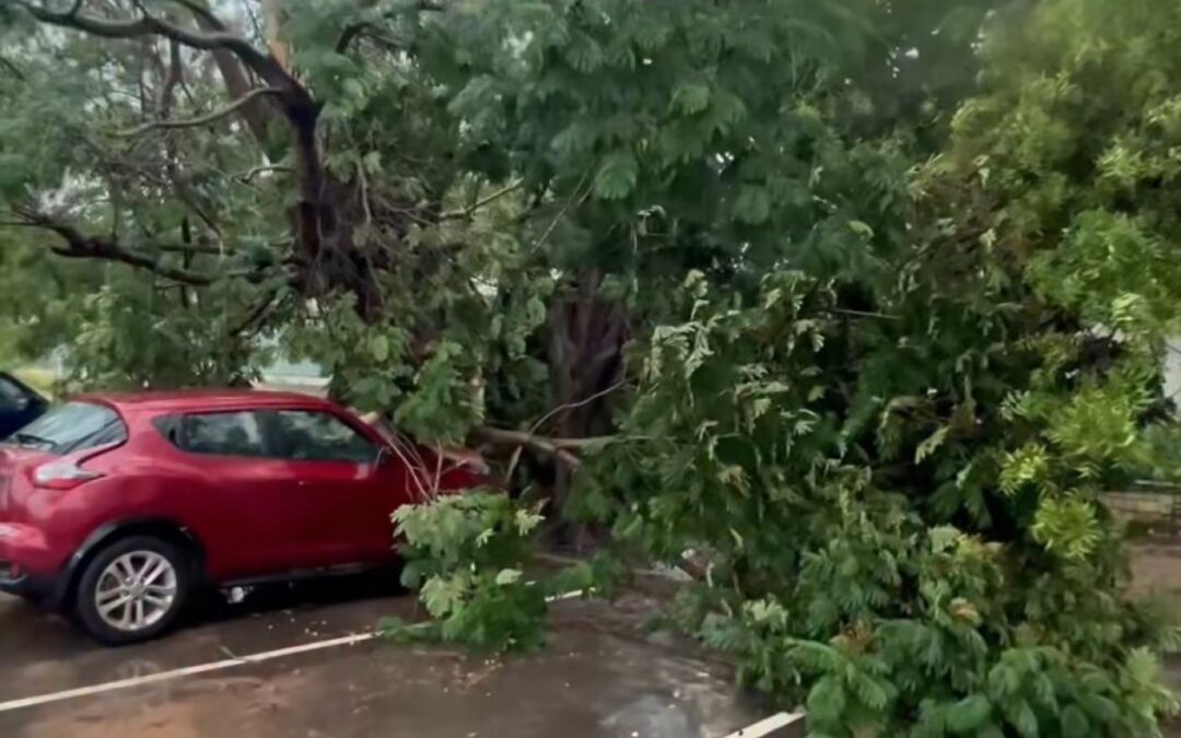 Fortes pluies à Dakar : plusieurs arbres déracinés, d&rsquo;importants dégâts matériels signalés à l&rsquo;UCAD
